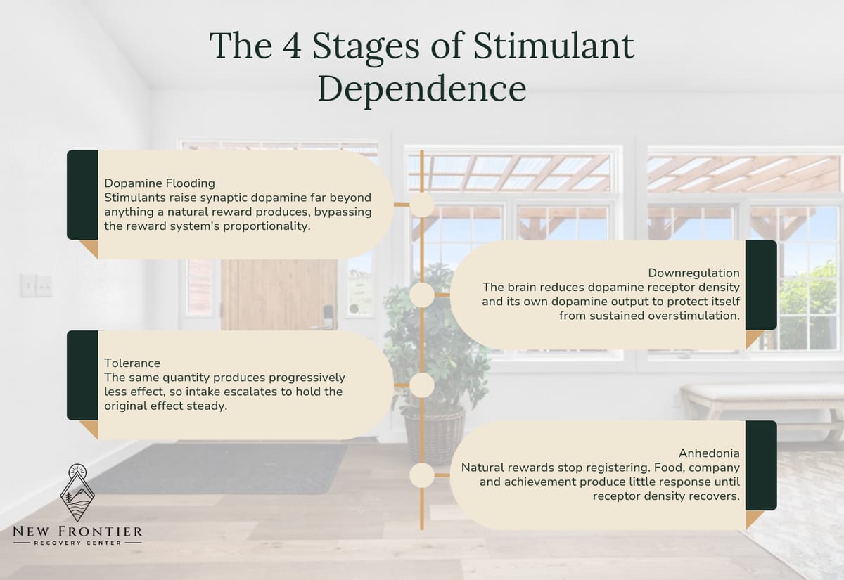 Four stages of stimulant dependence: dopamine flooding, tolerance, receptor downregulation, and anhedonia.